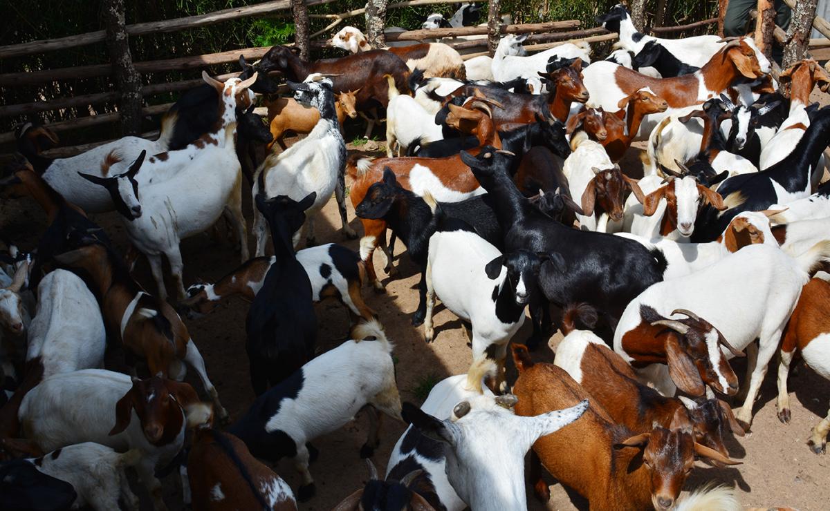 How Boer Bucks Are Improving Goat Farming In Rwamwanja Settlement | Uganda