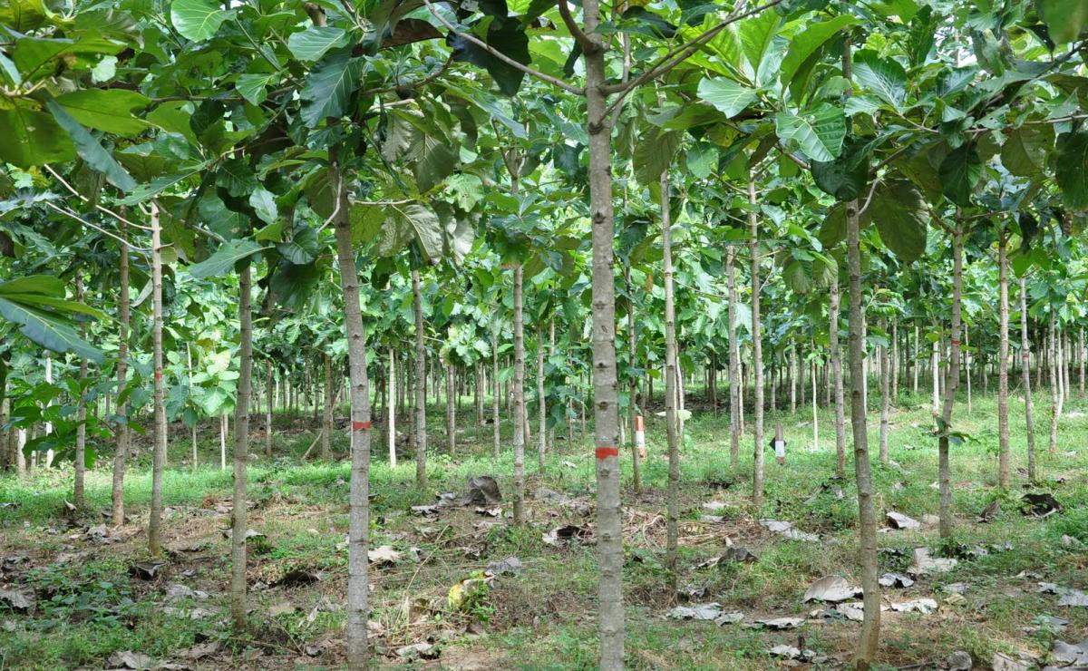 Conserving the environment through tree planting   Uganda