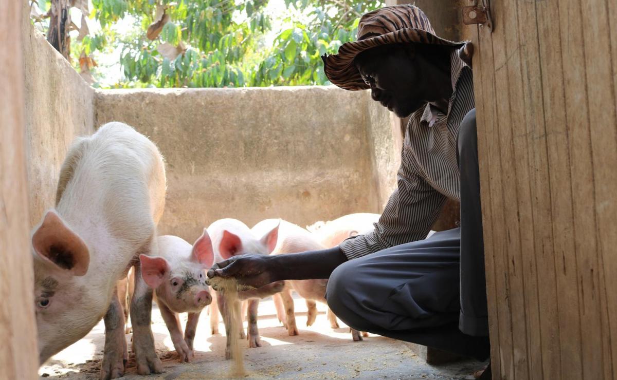 Piggery, A Growing Lucrative Enterprise In Luuka District | Uganda